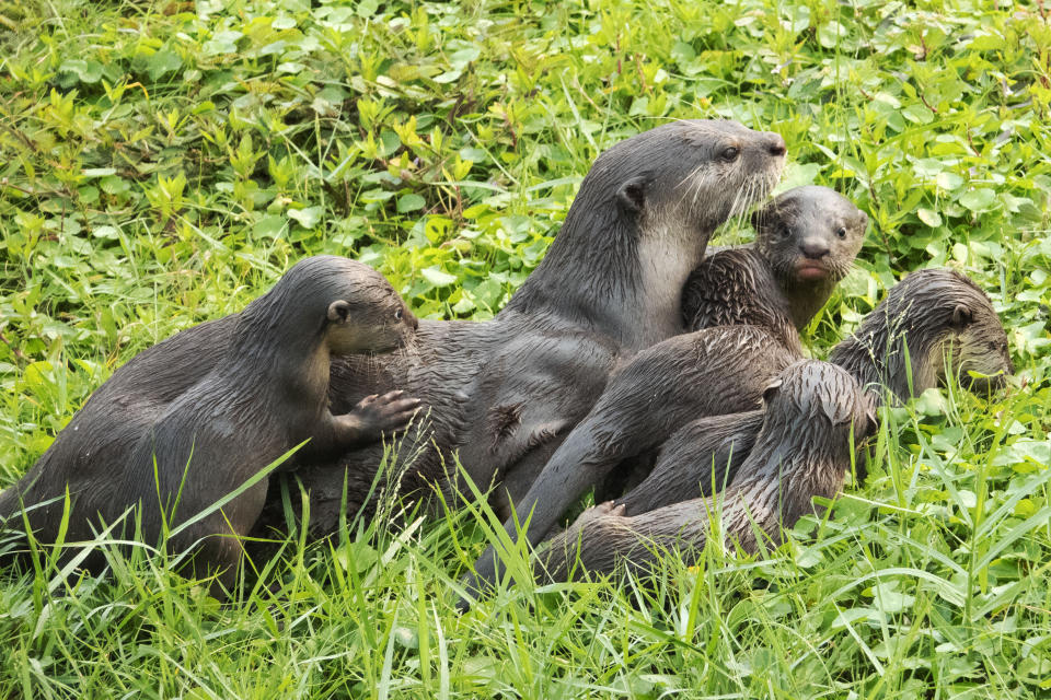 SINGAPORE, Nov. 12, 2019  -- Young smooth-coated otter pups and their mother of Bishan family romp on the riverbank in Singapore's inland waters on Nov 12, 2019. Bishan family of smooth-coated otters are renown in the world, tracked by otter-watching enthusiasts since 2014, where the first sighting of a pair of male and female otters was recorded in Bishan Park ,hence the name Bishan family. (Photo by Then Chih Wey/Xinhua via Getty) (Xinhua/ via Getty Images)