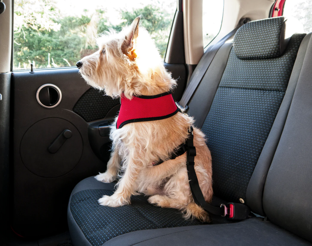 dog seat belt furhaven