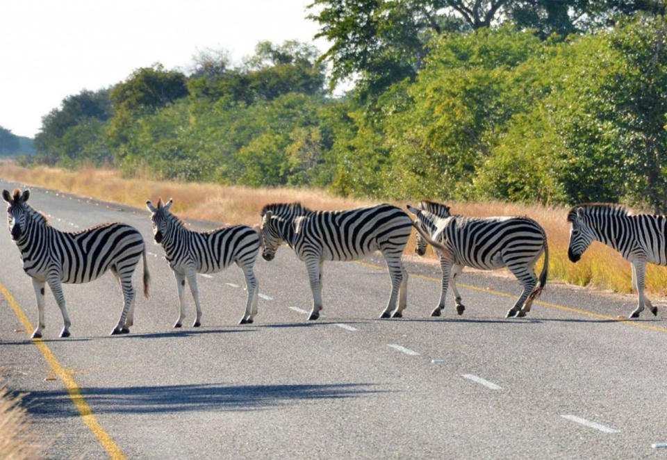 Zebra crossing