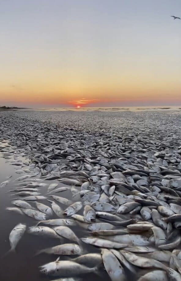 Thousands of dead fish washed ashore in Freeport, Texas on June 9, 2023. (Darrell Schoppe / Cover Images via AP)