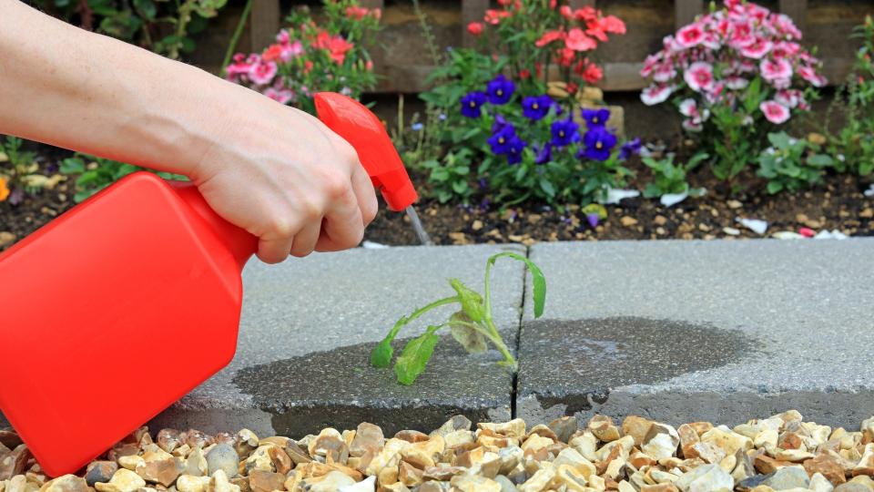 Hand Spraying Weed Killer On To A Weed Growing Between Paving Stones In A Garden.