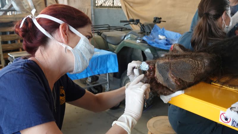 A bear is treated for burns suffered from the Bear Fire in Butte County, at the Wildlife Investigations Lab, California