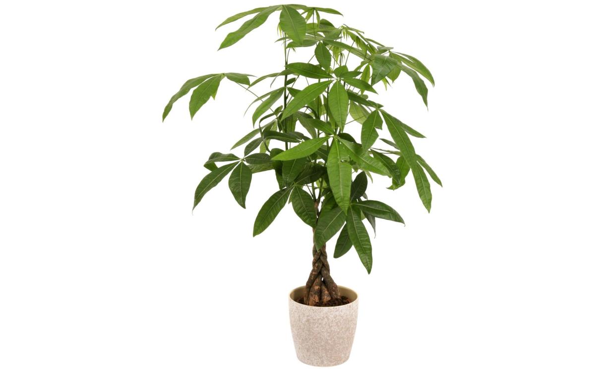 <span>‘Good luck and prosperity’ … the braided money tree plant</span><span>Photograph: Credit: INSADCO GmbH / Alamy Stock Photo</span>