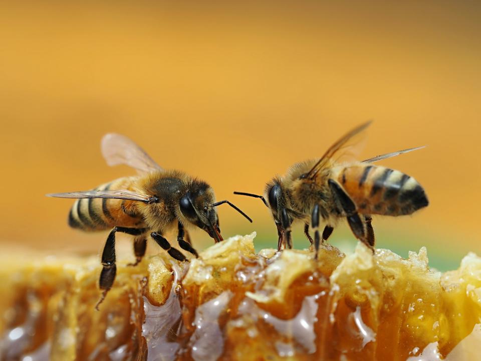 Der probiotische Snack stärkt die Abwehrkräfte von Bienen. (Symbolbild: Getty Images)
