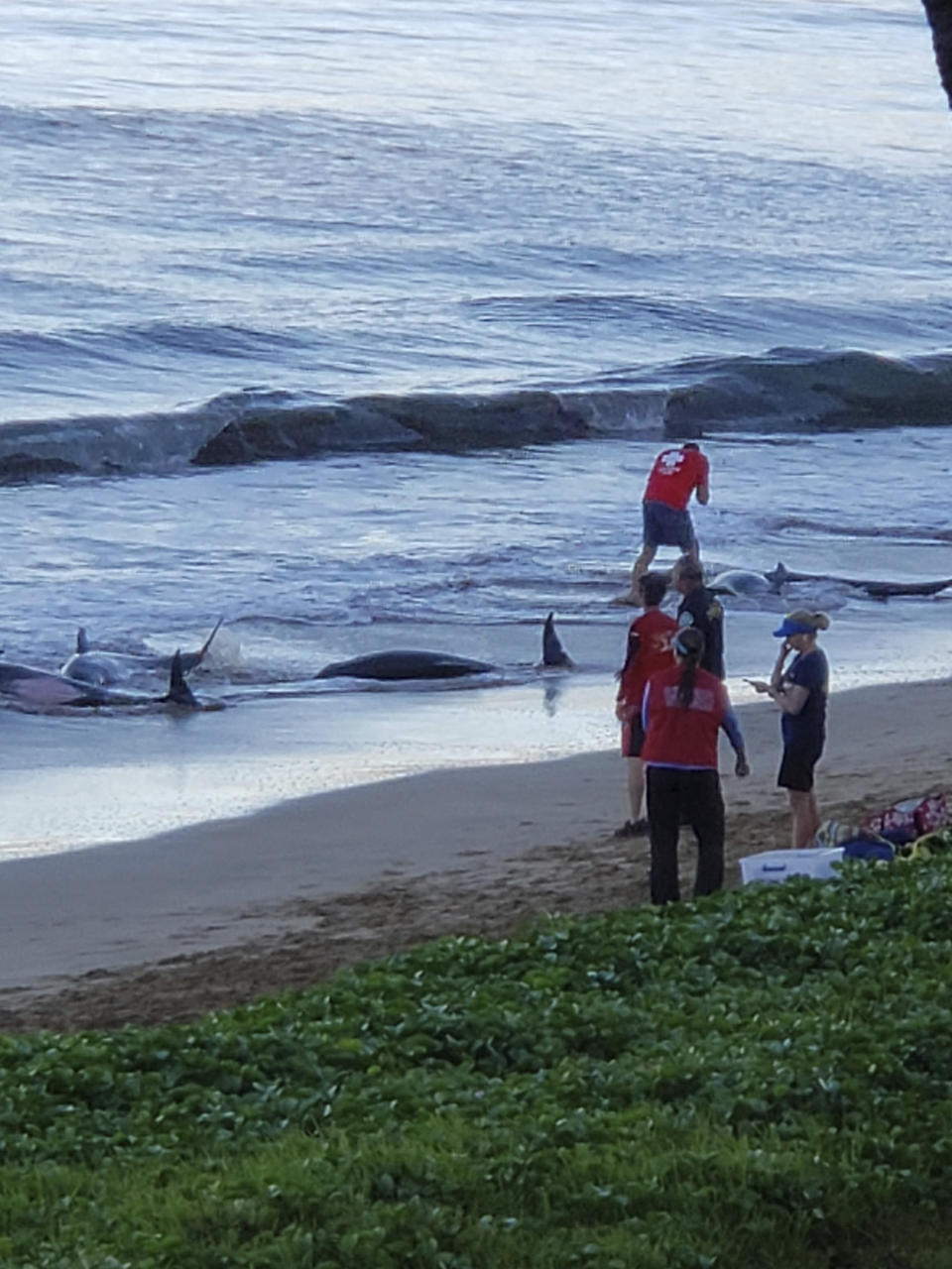 This photo provided by Kari Plas shows whales stranded on a beach in Kihei, Hawaii, on Thursday, Aug. 29, 2019. Five whales died, including four that were euthanized, after a mass stranding Thursday on a beach on the Hawaii island of Maui. (Kari Plas via AP)