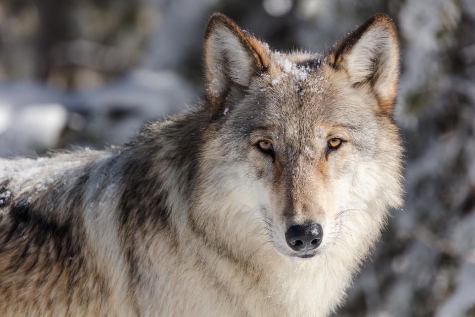A western gray wolf is pictured.