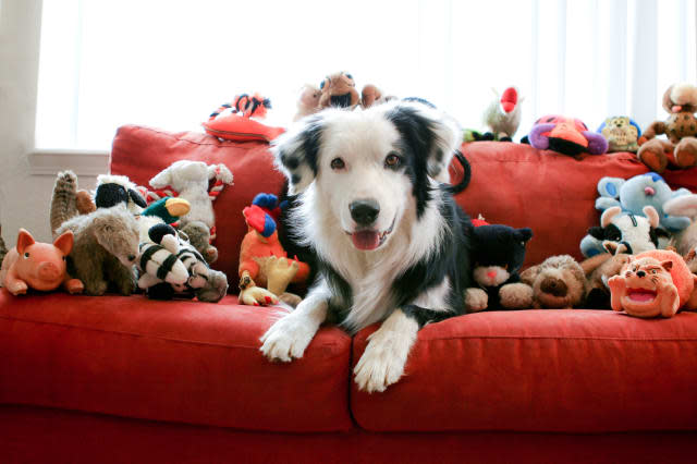 Dog and Toys