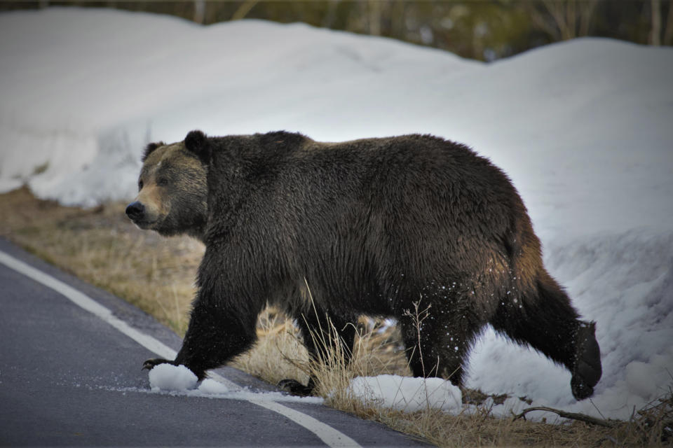 In this undated photo provided by the U.S. Fish and Wildlife Service is a grizzly bear just north of the National Elk Refuge in Grand Teton National Park, Wyo. Grizzly bears are slowly expanding the turf they roam in the northern Rocky Mountains but scientists say they need continued protections, They have also concluded that no other areas of the country would be suitable for the fearsome animals. The Fish and Wildlife Service on Wednesday, March 31, 2021, released its first assessment in nearly a decade on the status of grizzly bears in the contiguous U.S. (Joe Lieb/USFWS via AP)