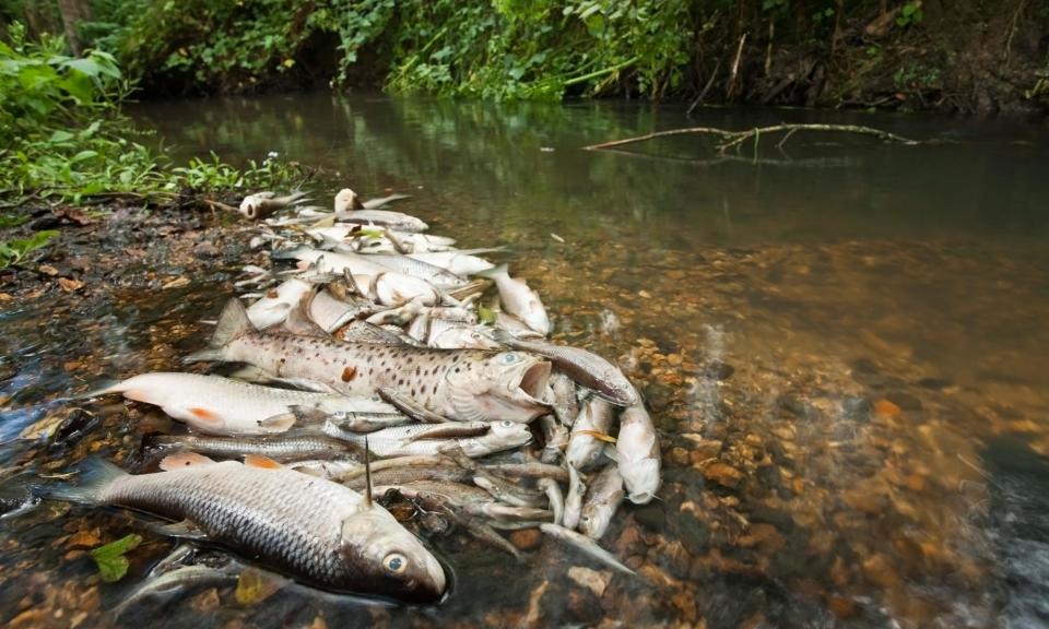 <span>Fish died in Silchester Brook in Hampshire after a water treatment works released sewage into the water.</span><span>Photograph: Rob Read/Alamy</span>