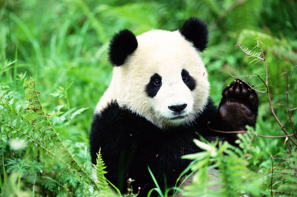 過去一年，中國租借給世界各國的熊貓陸續因租約到期等原因，返回中國。（示意圖／Getty Images）