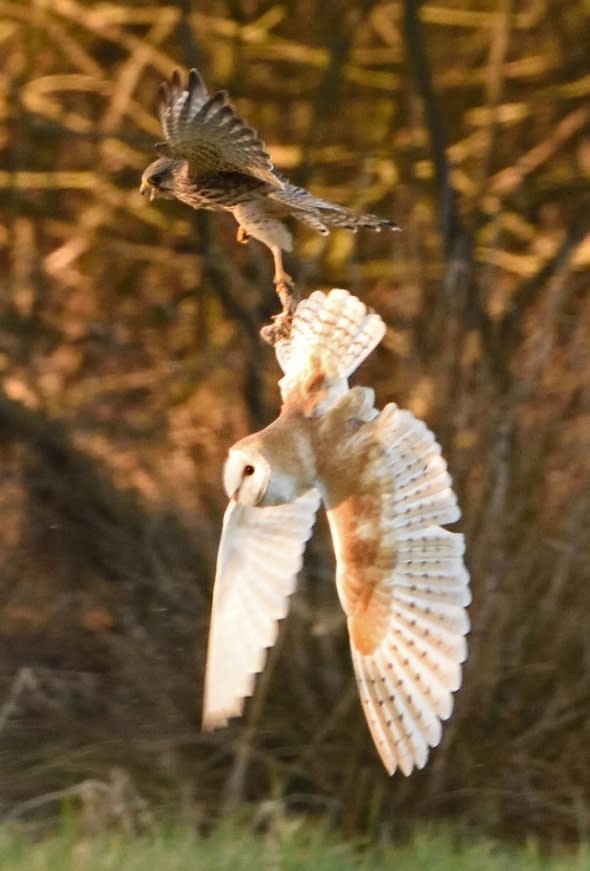 Epic battle in the sky as kestrel steals owl's vole