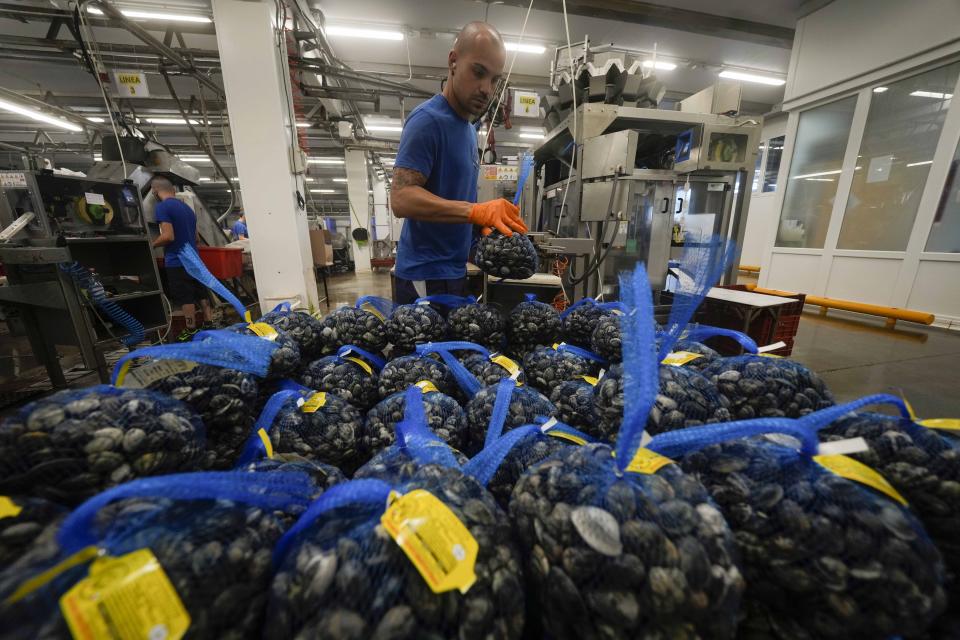 A worker collects clams at the consortium of fishermen cooperatives of Polesine, in Scardovari, Italy, Friday, July 29, 2022. Drought and unusually hot weather have raised the salt levels in Italy's largest delta, and it's killing rice fields along with the shellfish that are a key ingredient in one of Italy's culinary specialties: spaghetti with clams. (AP Photo/Luca Bruno)