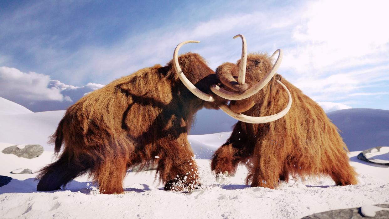  Illustration of two woolly mammoths fighting during an ice age. 