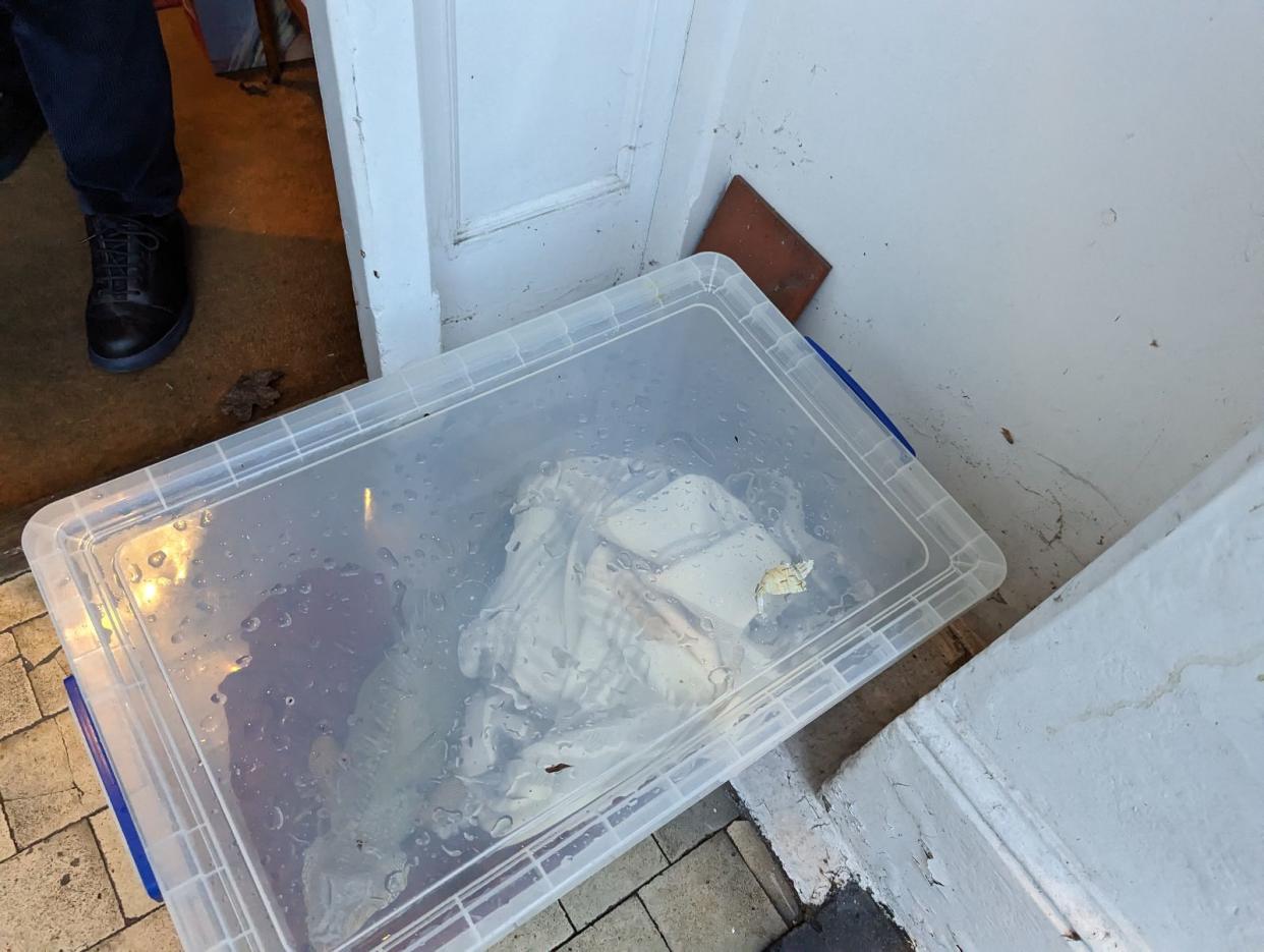 A green iguana is pictured outside a London house abandoned in a plastic box