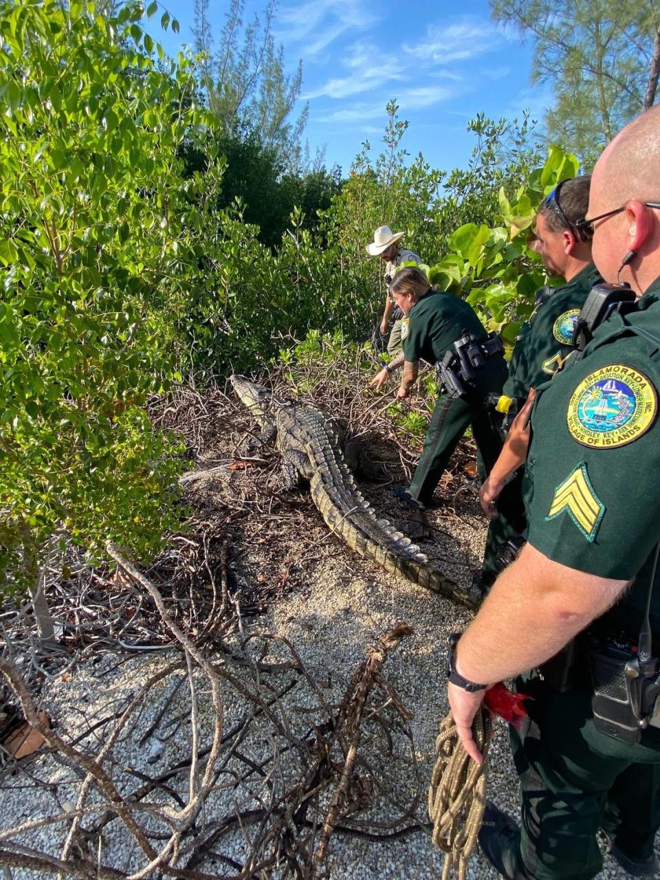 Agentes de la Policía del Condado Monroe y un funcionario de la Comisión para la Conservación de la Pesca y la Vida Silvestre de la Florida se acercan a una hembra de cocodrilo americano en los Cayos de la Florida, el viernes 5 de mayo de 2023. Devolvieron al reptil errante al canal donde vive habitualmente.