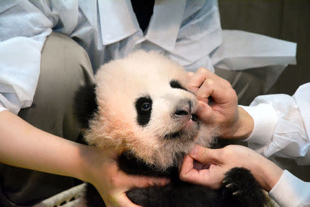 A panda cub named Xiang Xiang, born from mother panda Shin Shin, is seen at Tokyo's Ueno Zoological Gardens in this handout photo taken and released by Tokyo Zoological Park Society on September 20, 2017. Tokyo Zoological Park Society/Handout via REUTERS