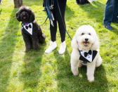 <p>Two grooms look dapper outside the event.</p>