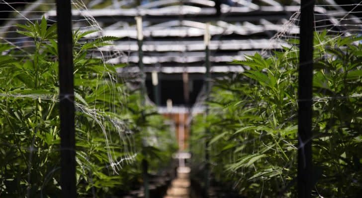 Aurora Cannabis Stock: 3 Reasons Not to Buy Into the Hype