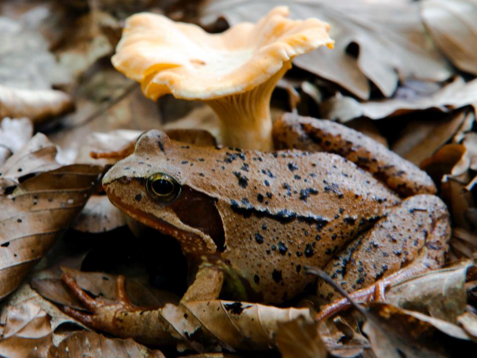 A brown wood frog with black speckles looks similar to the leaves it sits atop near a brown mushroom