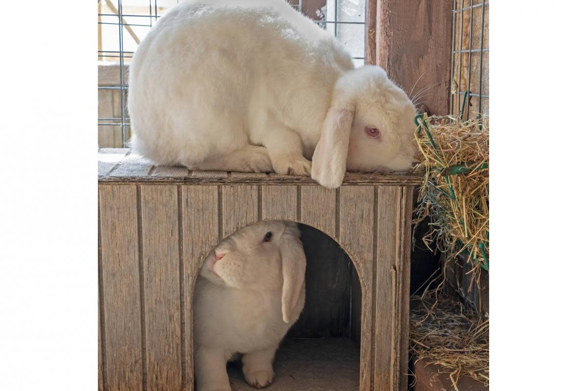 Pixie and Bo at Church Knowle Rescue Centre. <i>(Image: Margaret Green Animal Rescue)</i>