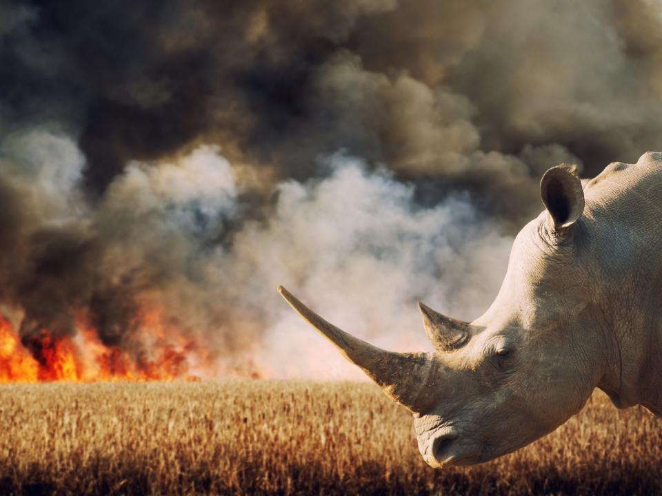 Rhinoceros in front of burning savannah in South Africa. Hundreds of species are under increasing threat due to factors including human population growth, habitat destruction, and the illegal wildlife trade: Getty