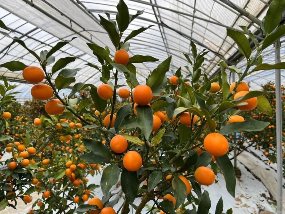 在薩摩川內市，每個小家庭都有自己一個溫室種植柑桔，由收成至包裝都是由種植者嚴格控制品質。