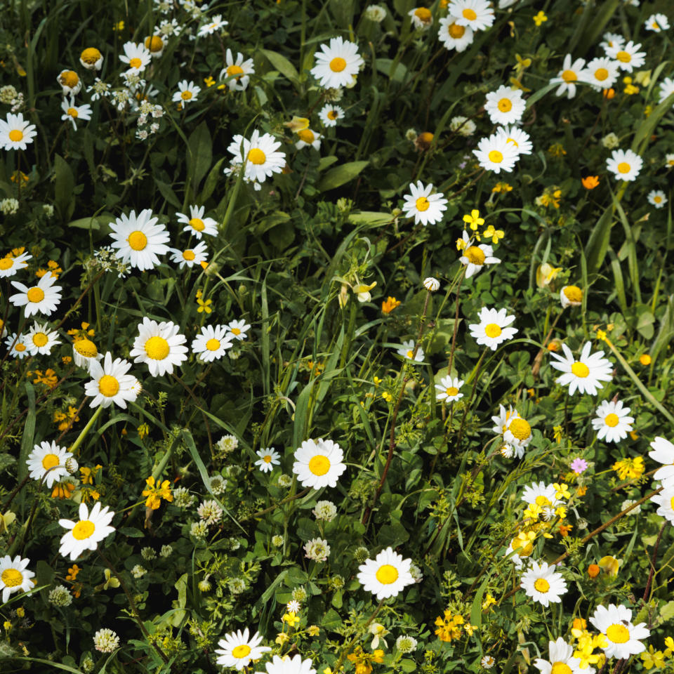 Chamomile in a field