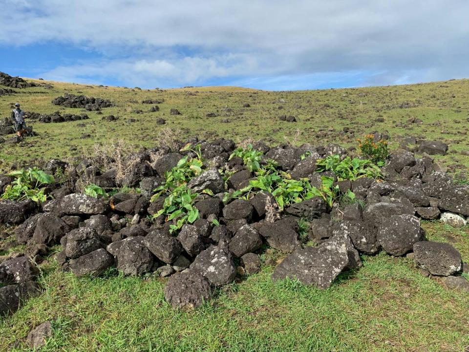 A pile of rocks on a sunny, treeless hillside