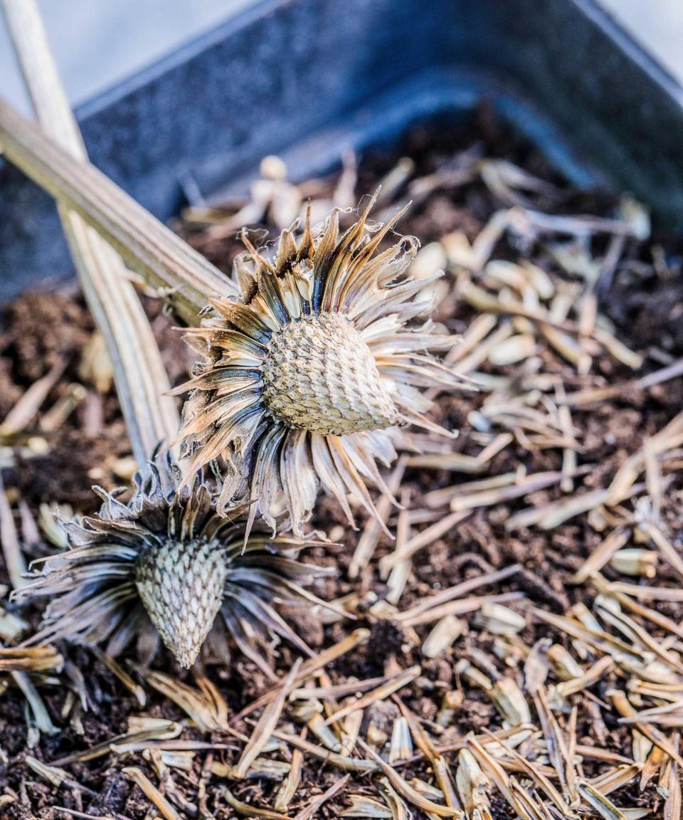 collecting echinacea seeds