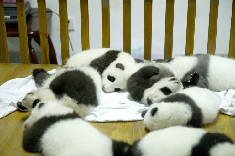 Baby Panda cubs sleep in a cot at a conservation center. <br> <a href="http://worldwildlife.org/pandas" rel="nofollow noopener" target="_blank" data-ylk="slk:Find out more at worldwildlife.org/pandas;elm:context_link;itc:0;sec:content-canvas" class="link ">Find out more at worldwildlife.org/pandas</a> Images Courtesy of Matthew Levin, Whitney Padgett, Krystal Vinck