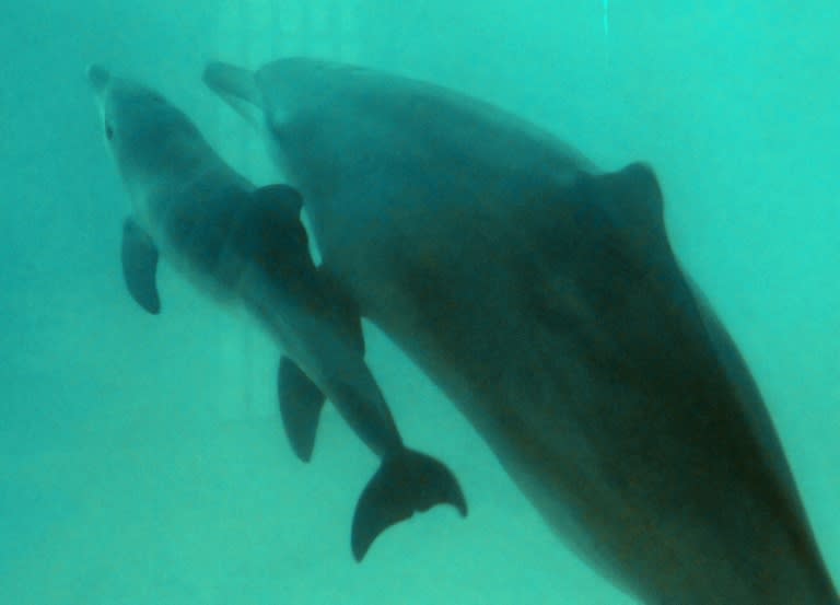 The VR dolphin therapy is designed as an alternative to dolphin-assisted therapies using dolphins in captivity