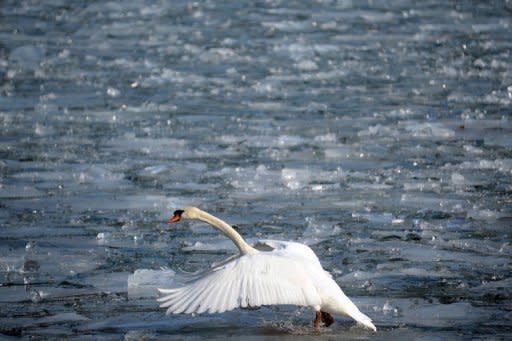 A swan tries to take off from a frozen canal in the harbour of Strasbourg, eastern France