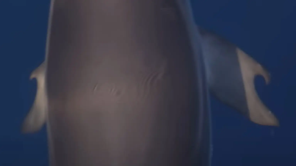 A dolphin, born with hook-shaped "thumb" flippers spotted in the Gulf of Corith