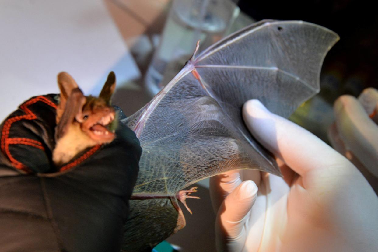 Pour la première fois depuis 16 ans, un homme est mort de la rage en France. Photo d’illustration d’une chauve-souris.