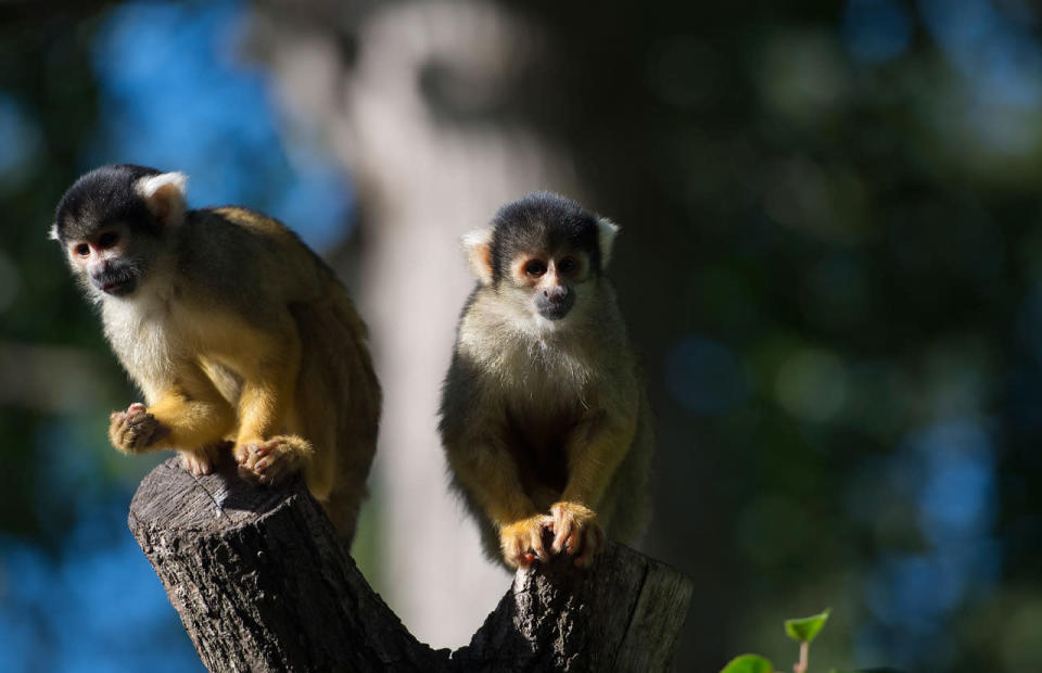 <p>Squirrel monkeys prepare to be weighed during a photo call at the annual weigh-in at London Zoo on August 24, 2016. (Hannah McKay/EPA)</p>