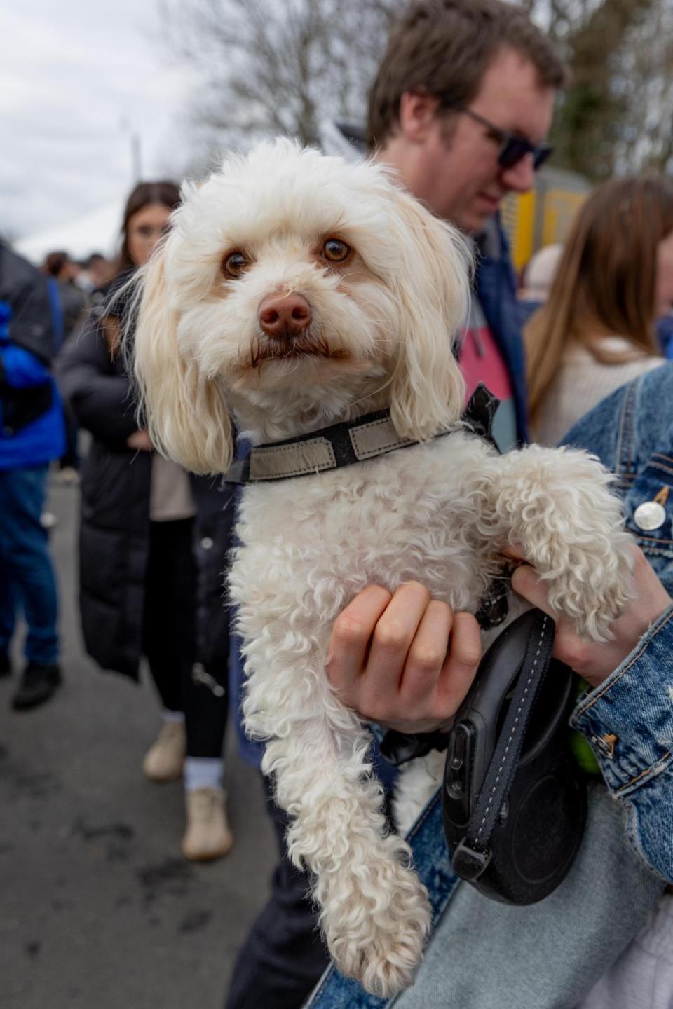 The Northern Echo: Dogs at Bishop Auckland Food Festival.