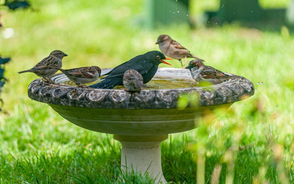 garden bird bath