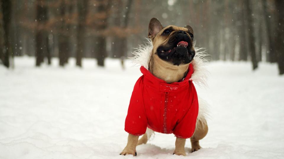 Should your dog be wearing a jacket this winter? We've got the best winter jackets and boots for your four-legged friend. 