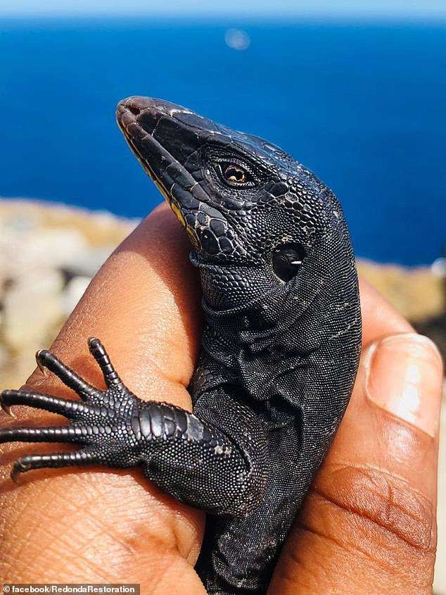 Dragón terrestre de Redonda. (Imagen publicada en Facebook por la asociación internacional encargada de la restauración de la isla, Redonda Restoration).