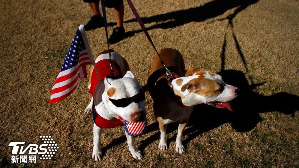 攻擊人事件頻傳，比特犬已經成為人們印象中「危險犬」一員。（圖/達志影像路透社）