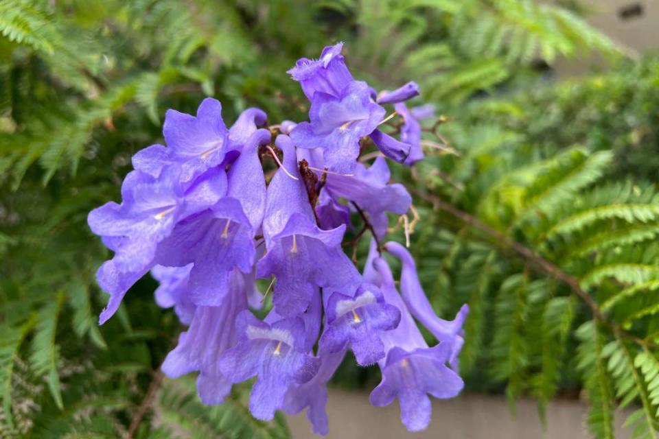 Jacarandas CDMX