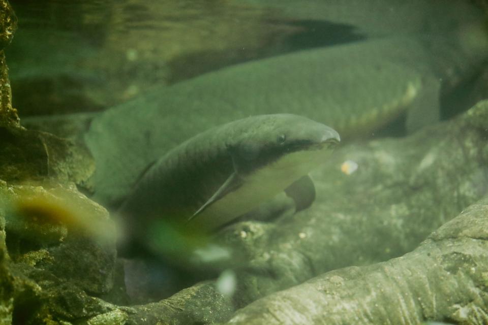 The Australian Lungfish swims around in their exhibit at the Memphis Zoo on Wednesday, Jan. 31, 2024 at the Memphis Zoo in Memphis, Tenn.