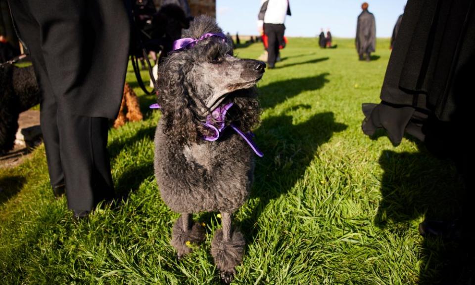 A gothic canine accomplice.