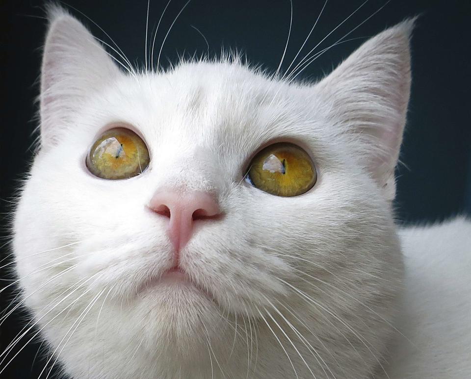 A cat is pictured sitting at the window of the cat cafe in New York