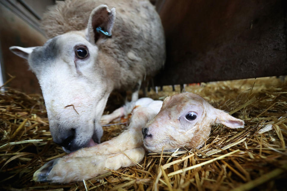 Spring lambing begins In Wales