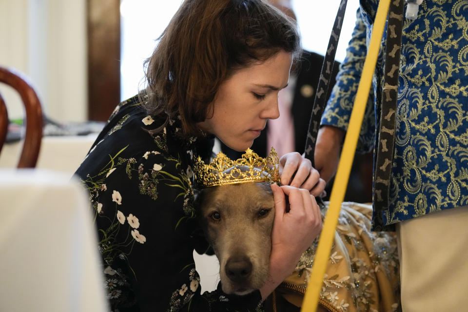 Carol Gelderman puts a crown on His Majesty XXX, King Pete Sampras Gelderman, king of the Krewe of Barkus, a Mardi Gras dog parade, at the start of the krewe's traditional Friday lunch at historic Galatoire's Restaurant in New Orleans, Friday, Feb. 10, 2023. The Barkus parade, open to public and their dogs by registering for the event, goes through the French Quarter on Sunday, Feb. 12, 2023. (AP Photo/Gerald Herbert)