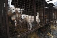 <p><strong>THE BAD</strong><br>Dog Meat Farms: <br>Dogs look out from a cage at a dog farm during a rescue event, involving the closure of the farm organised by the Humane Society International (HSI) in Namyangju on the outskirts of Seoul. The tradition of consuming dog meat has declined as the nation increasingly embraces the idea of dogs as pets instead of livestock, with eating them now something of a taboo among young South Koreans. (Getty Images) </p>