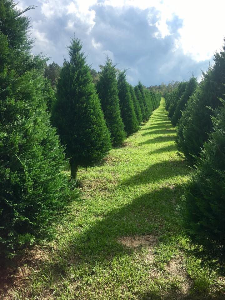 Mississippi: Timberhill Christmas Tree Farm