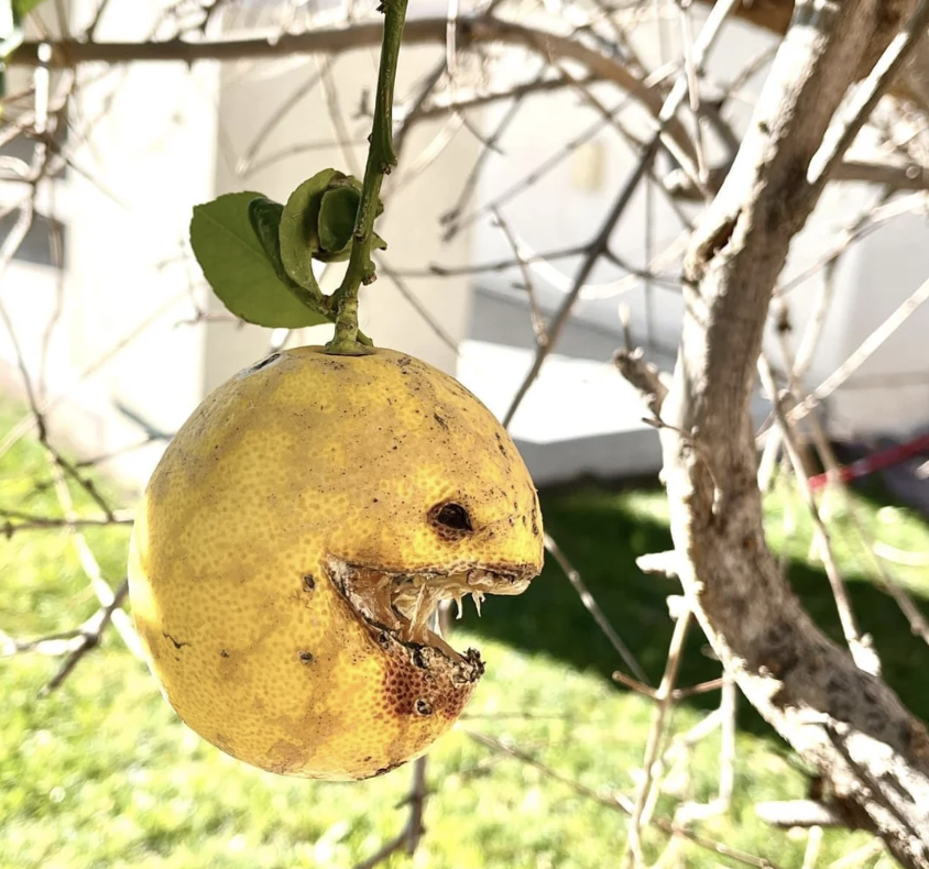 A lemon on a tree branch is rotting and sliced and looks like a menacing face