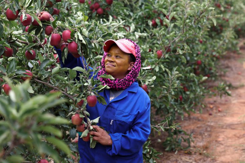 South Africa's power cuts leave farmers in despair